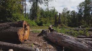 How Our Tree Care Process Works  in  Floral Park, NY