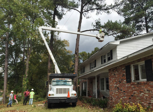 Trusted Floral Park, NY Tree Care Experts